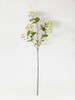 Fresh Green Snowball Viburnum Stem