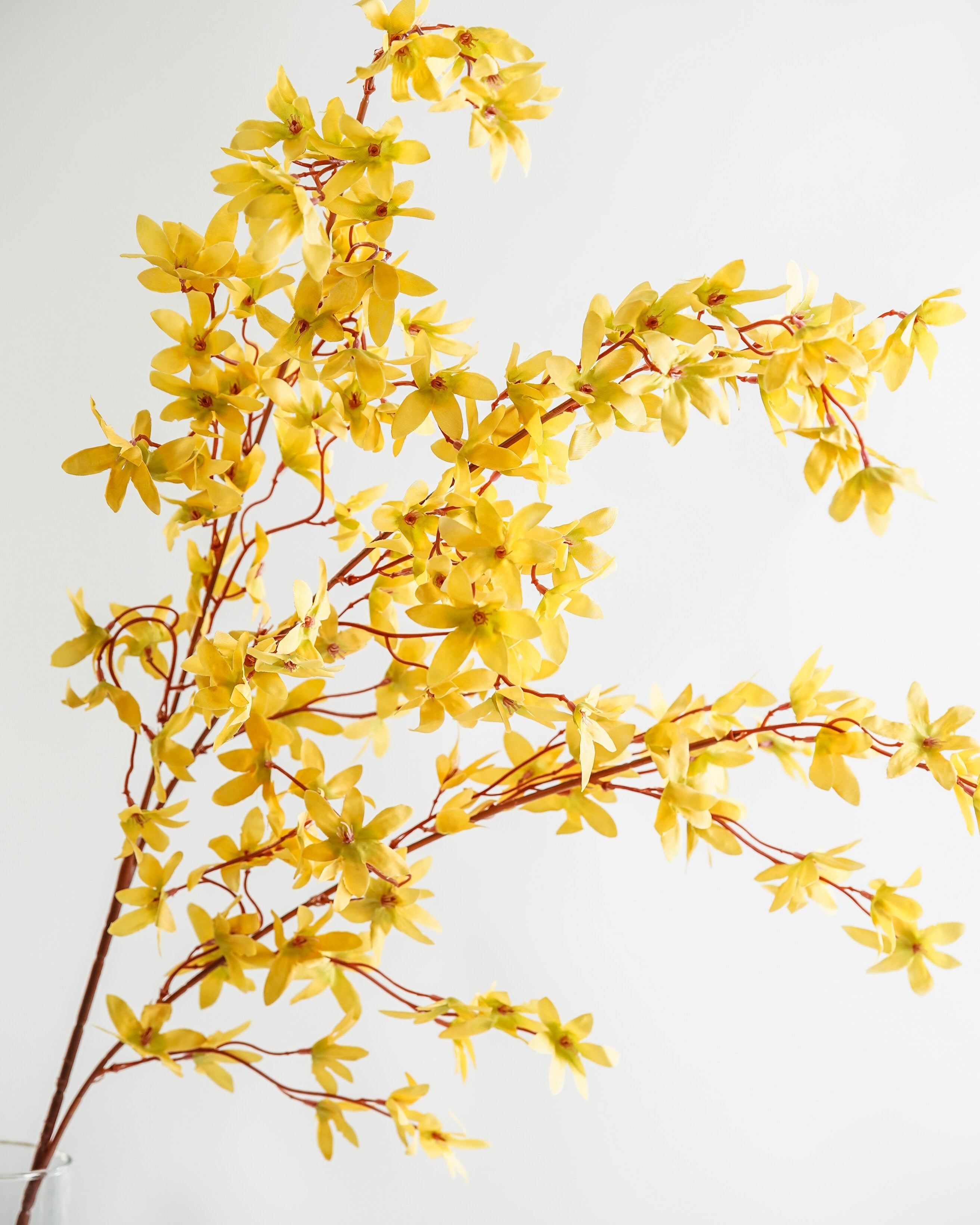 Yellow Blossom Branch