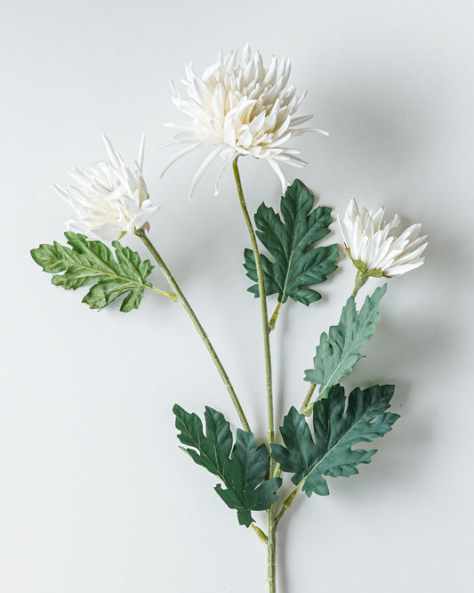 Chrysanthemum Stem | Cream
