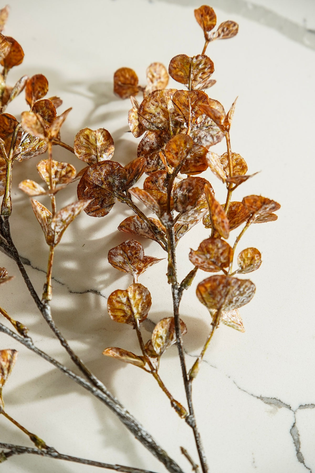 Brown Washed Eucalyptus Stem
