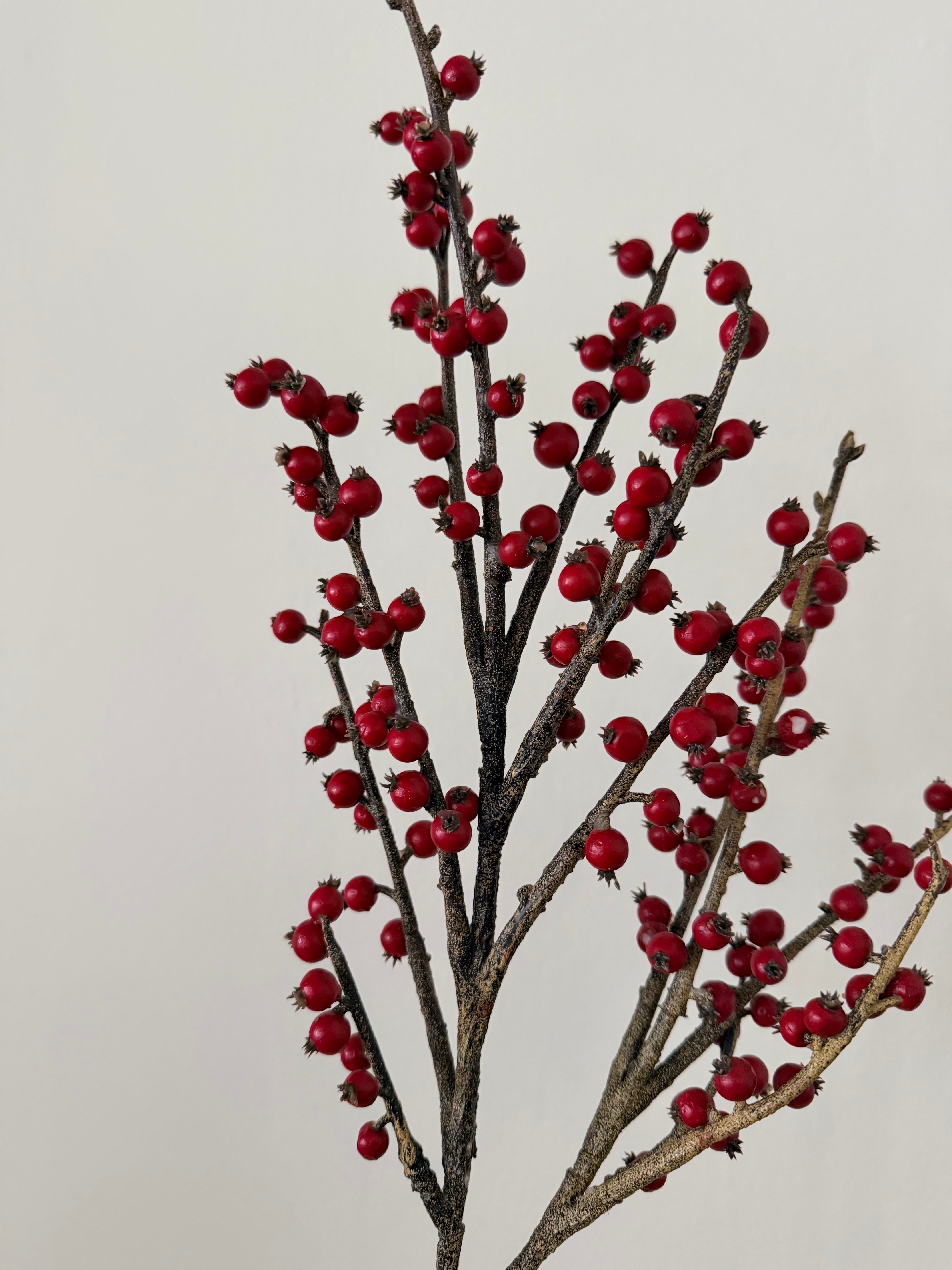Winterberry Branch Stem