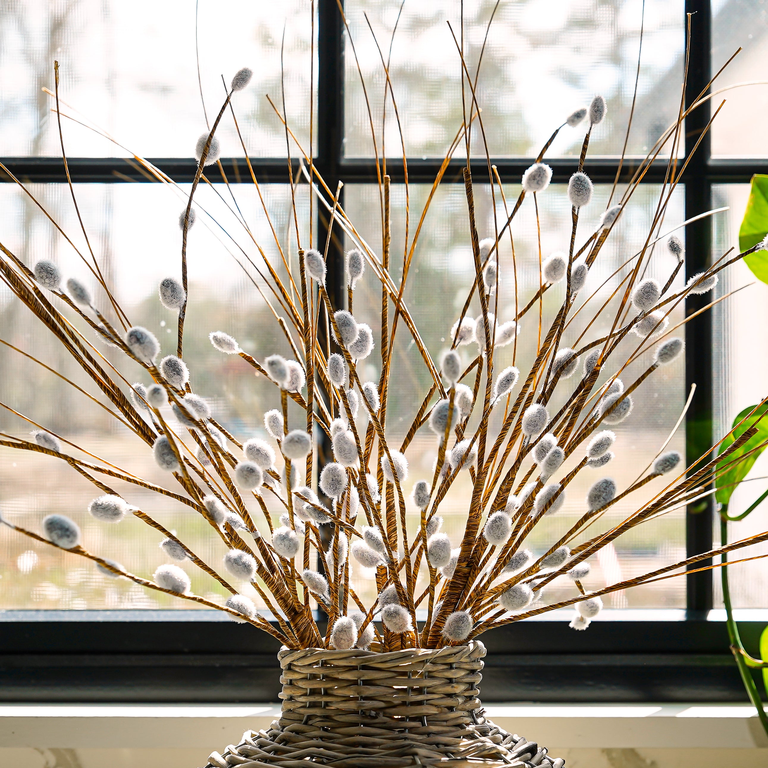 Pussy Willow Stem