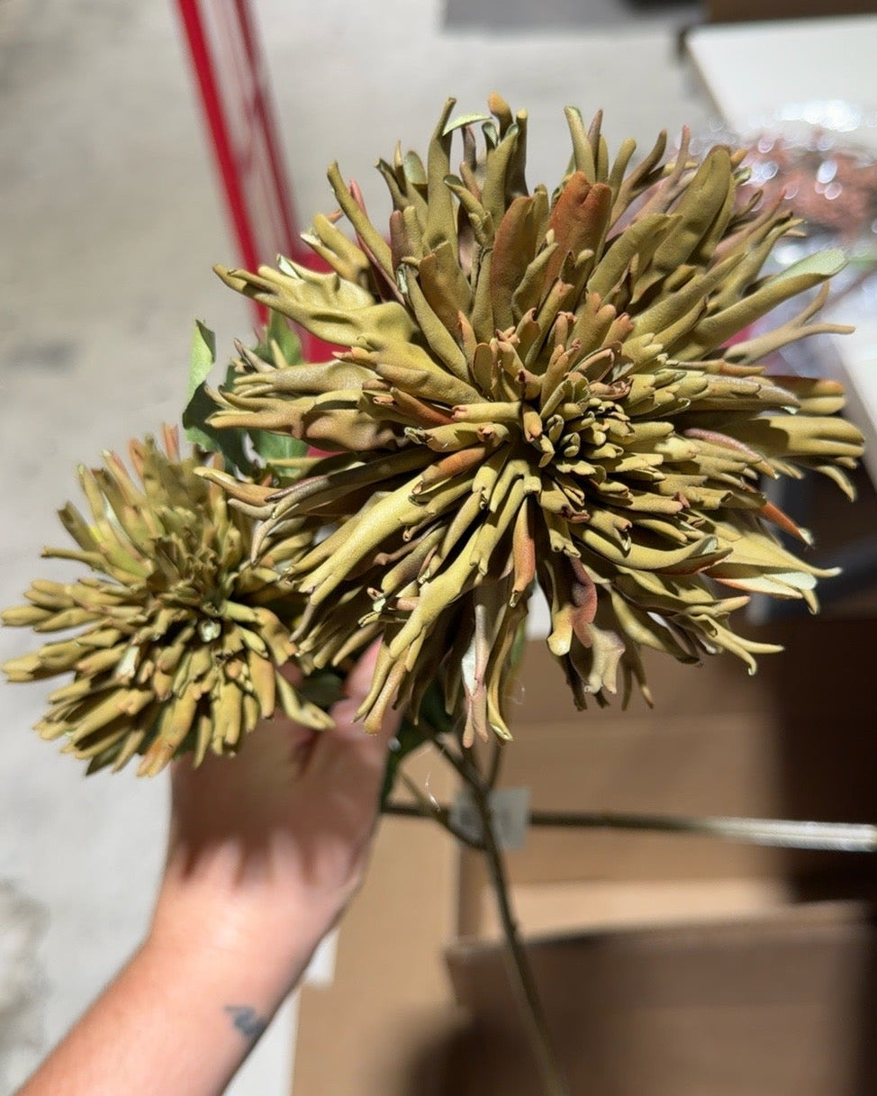 Olive Green Spider Dahlia Stem