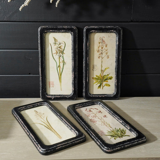 Framed Botanical Print