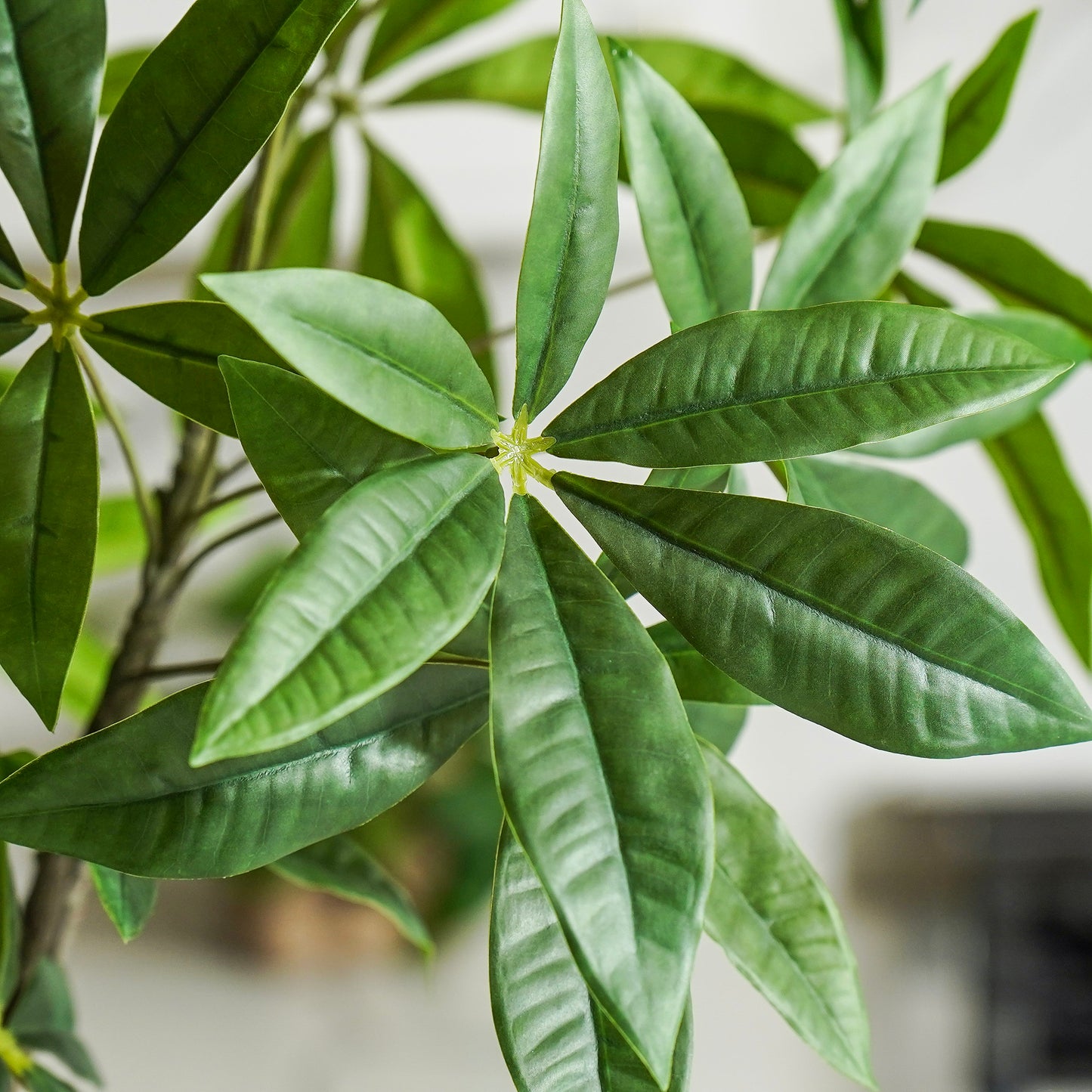 Money Tree Branch