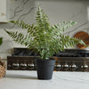 Lilliann Potted Fern