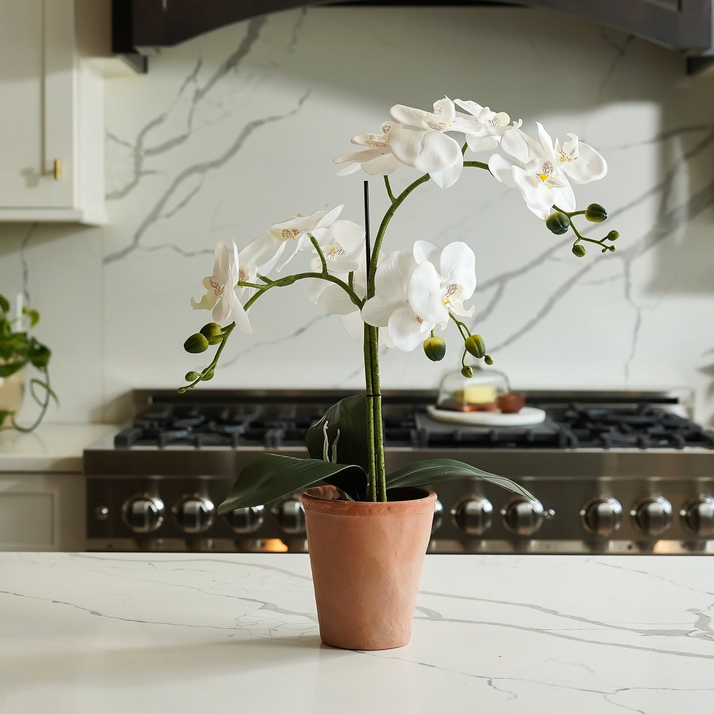 Potted Orchid Plant