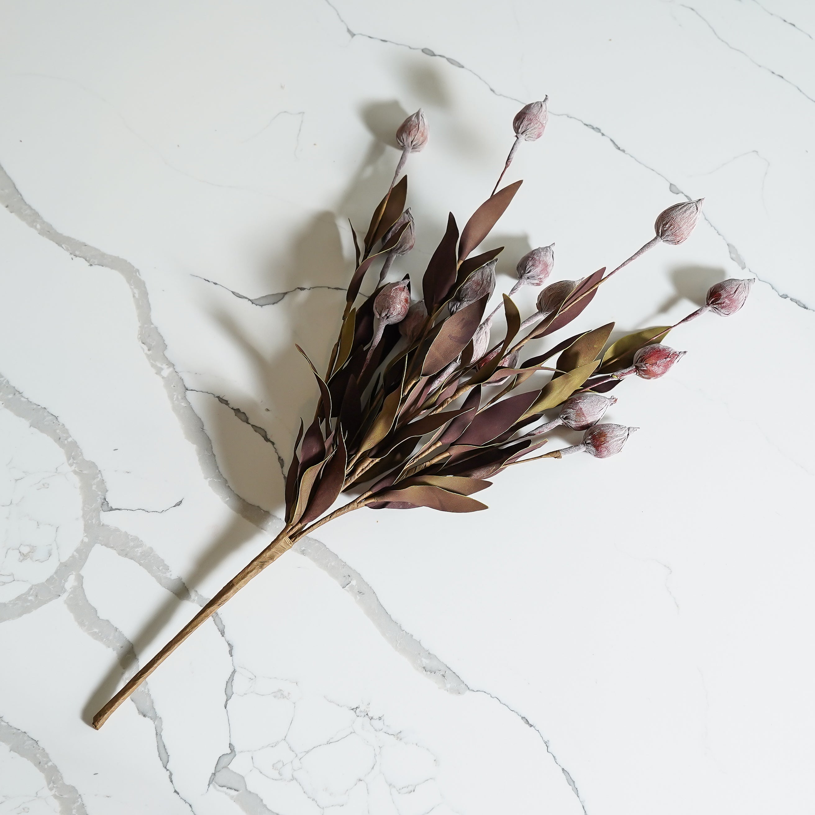 Burgundy Sleepy Catchfly Bush