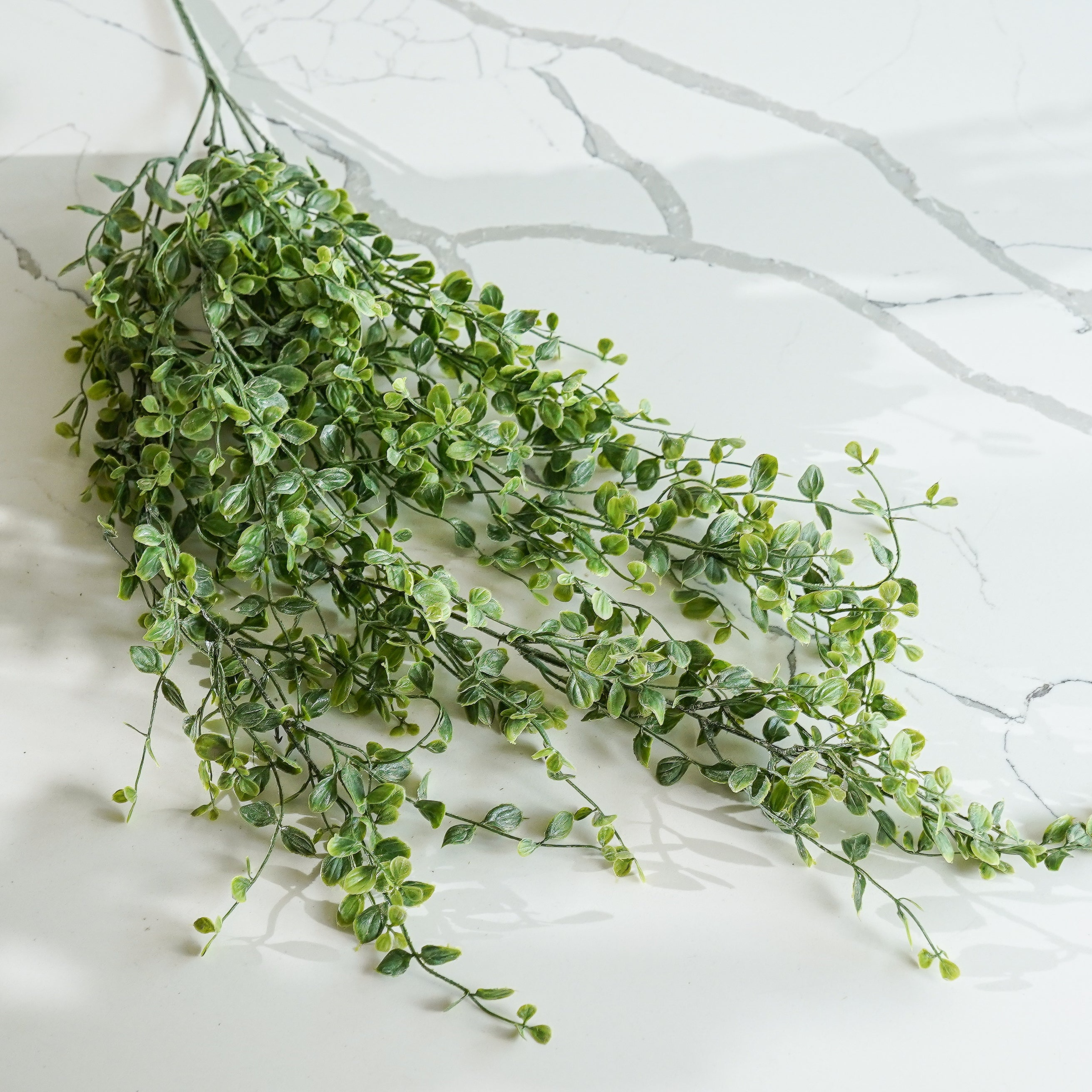 Whisperleaf Hanging Bush