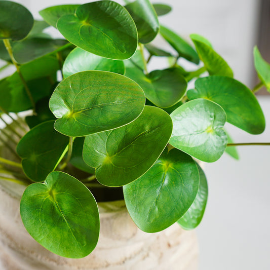 Pilea Chinese Money Pick