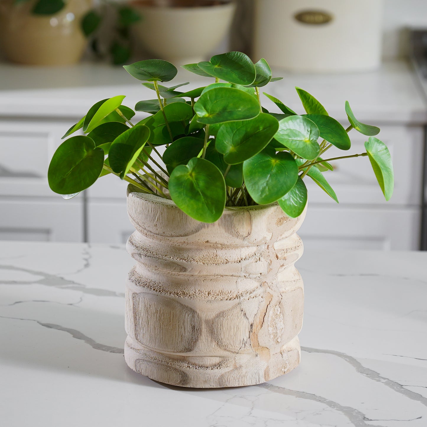 Pilea Chinese Money Pick