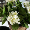 Off White Potted Hydrangea