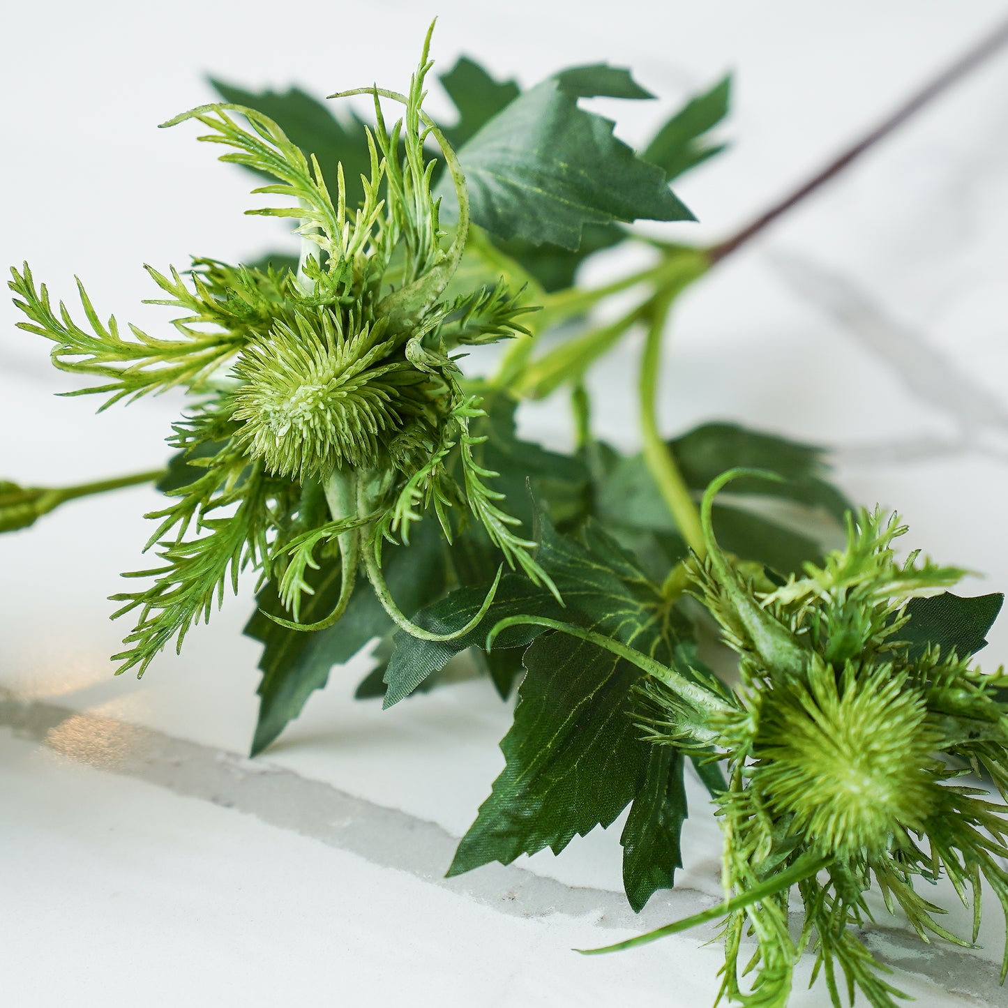 Eryngo Stem