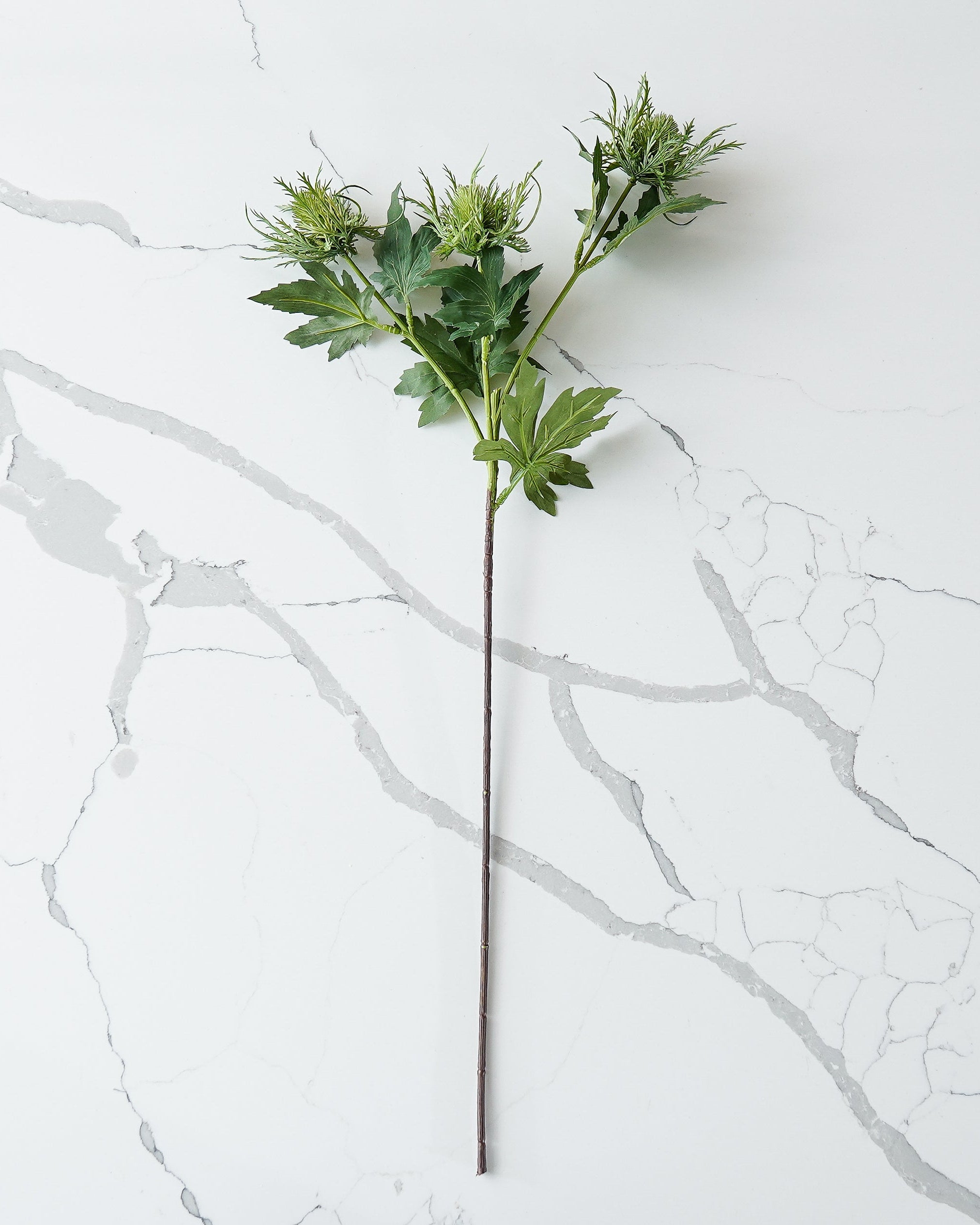 Eryngo Green Thistle Stem