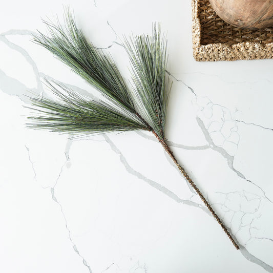 Long Needle Pine Branch