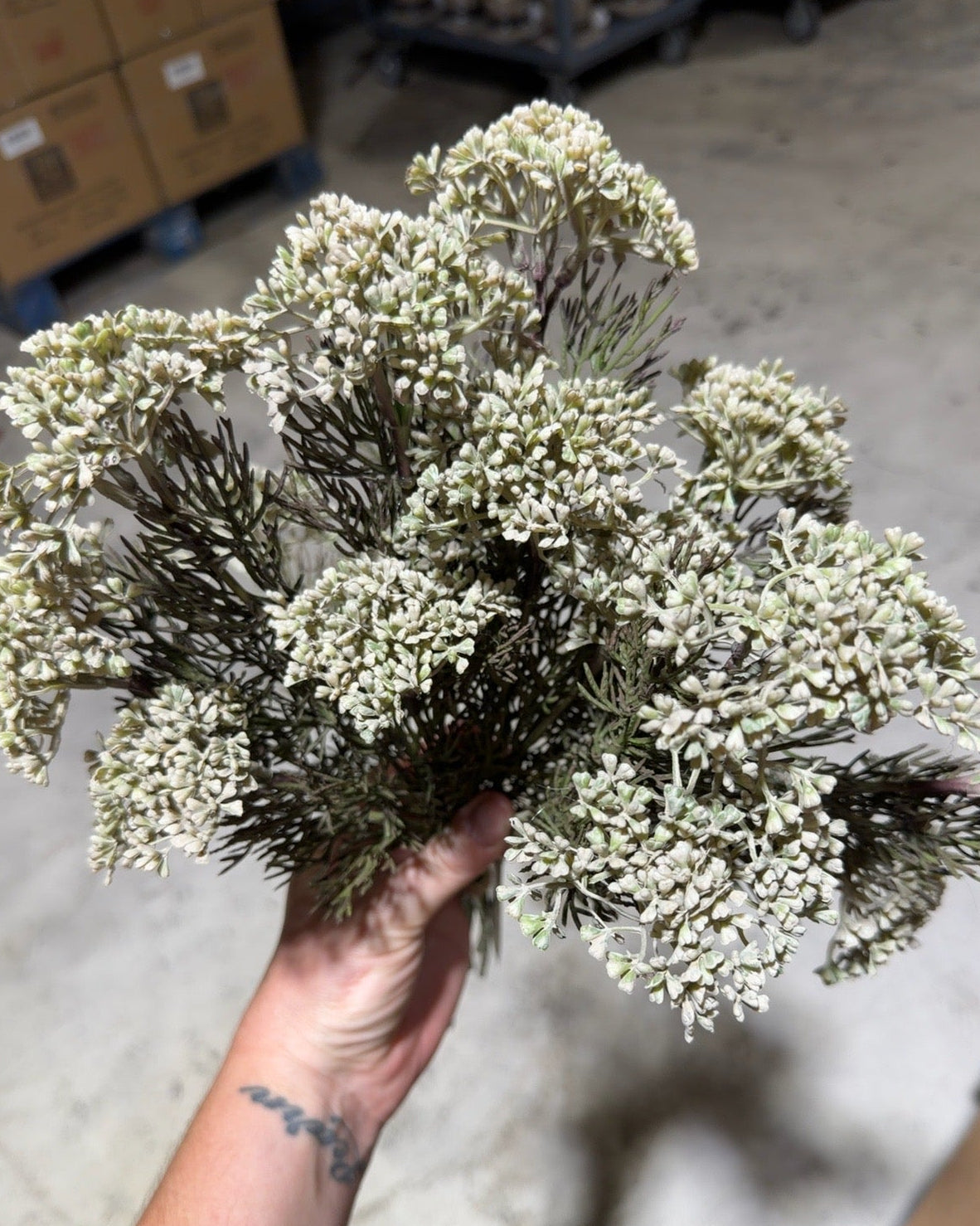 Autumn Seeded Meadow Bundle