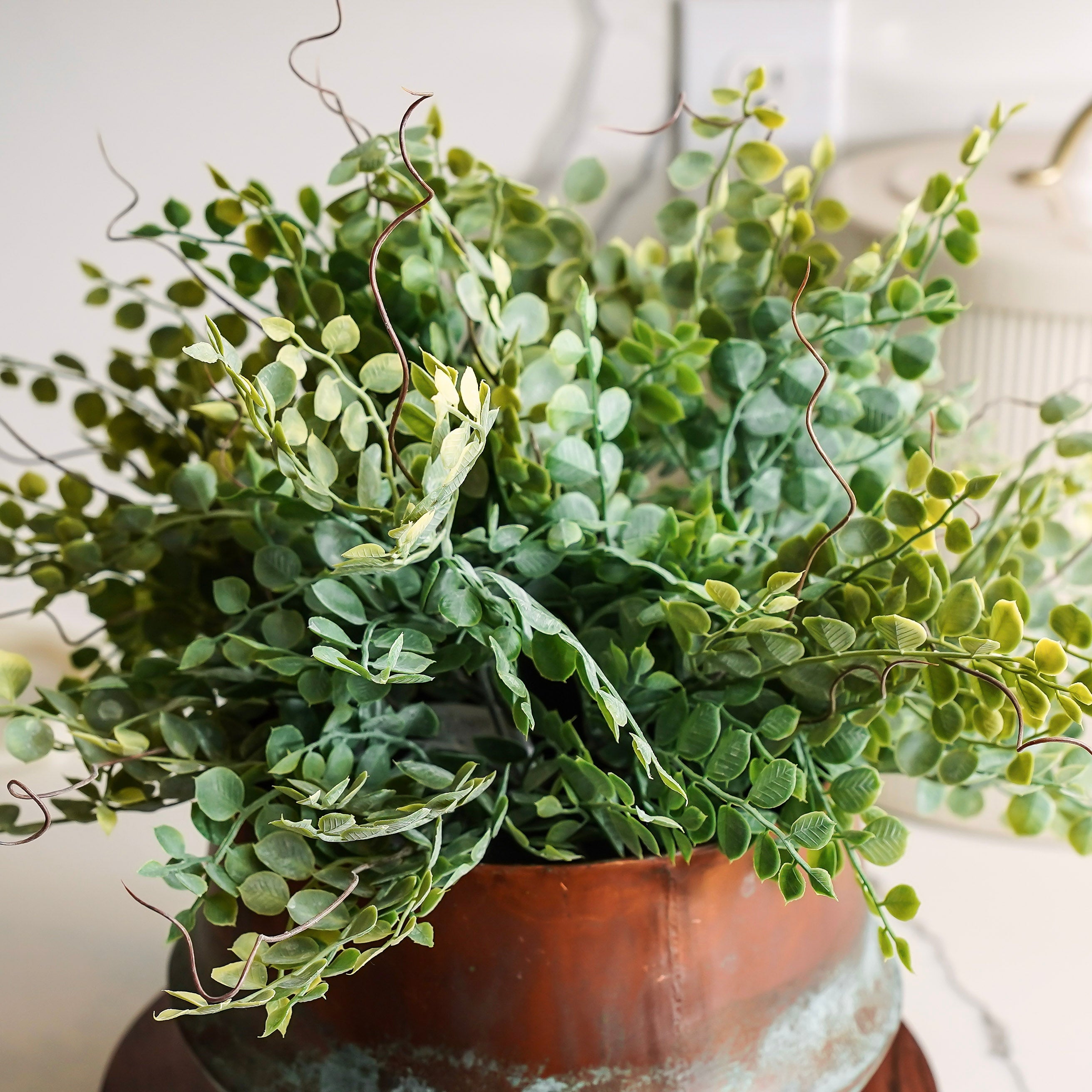 Meadow Eucalyptus Bush | Small