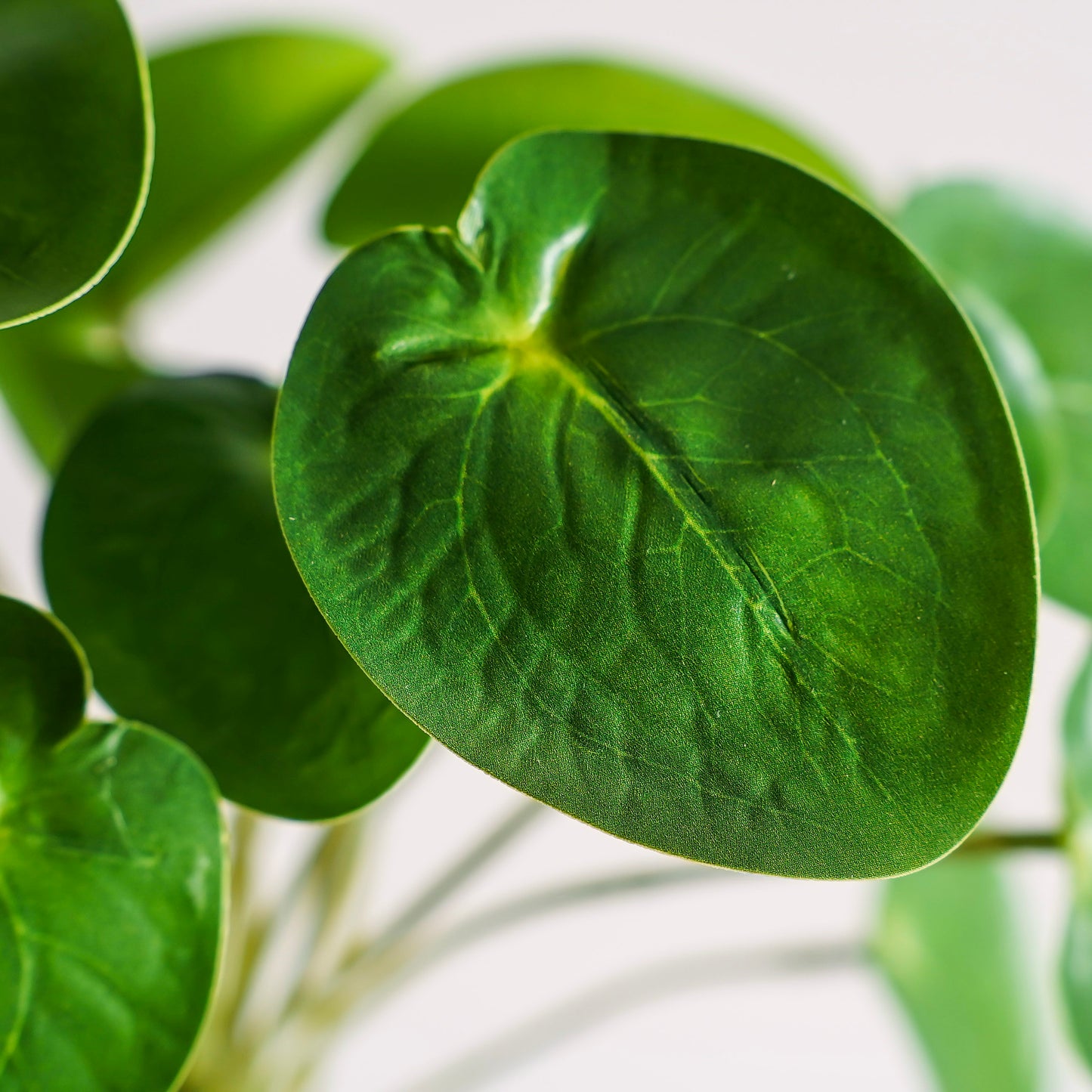 Pilea Chinese Money Pick