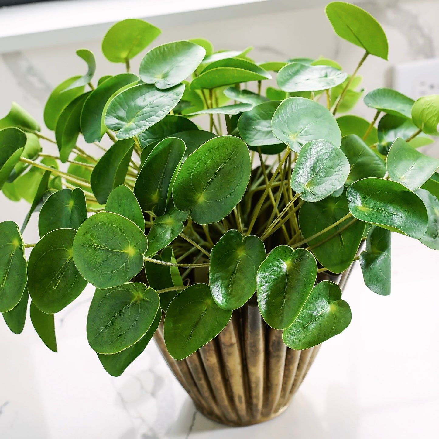 Pilea Chinese Money Pick