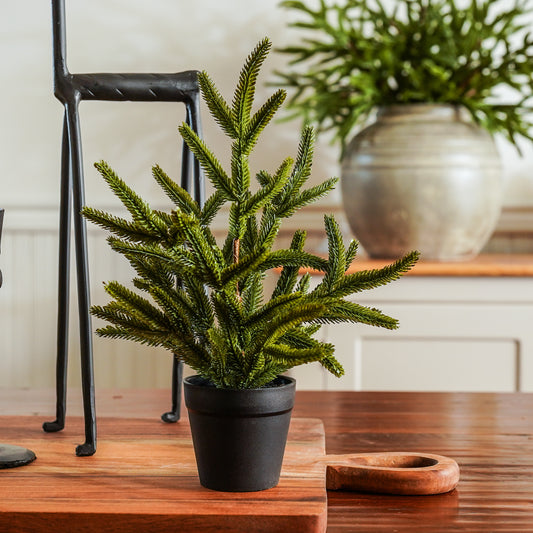 Potted plant on a wooden surface with a chair and another plant in the background.