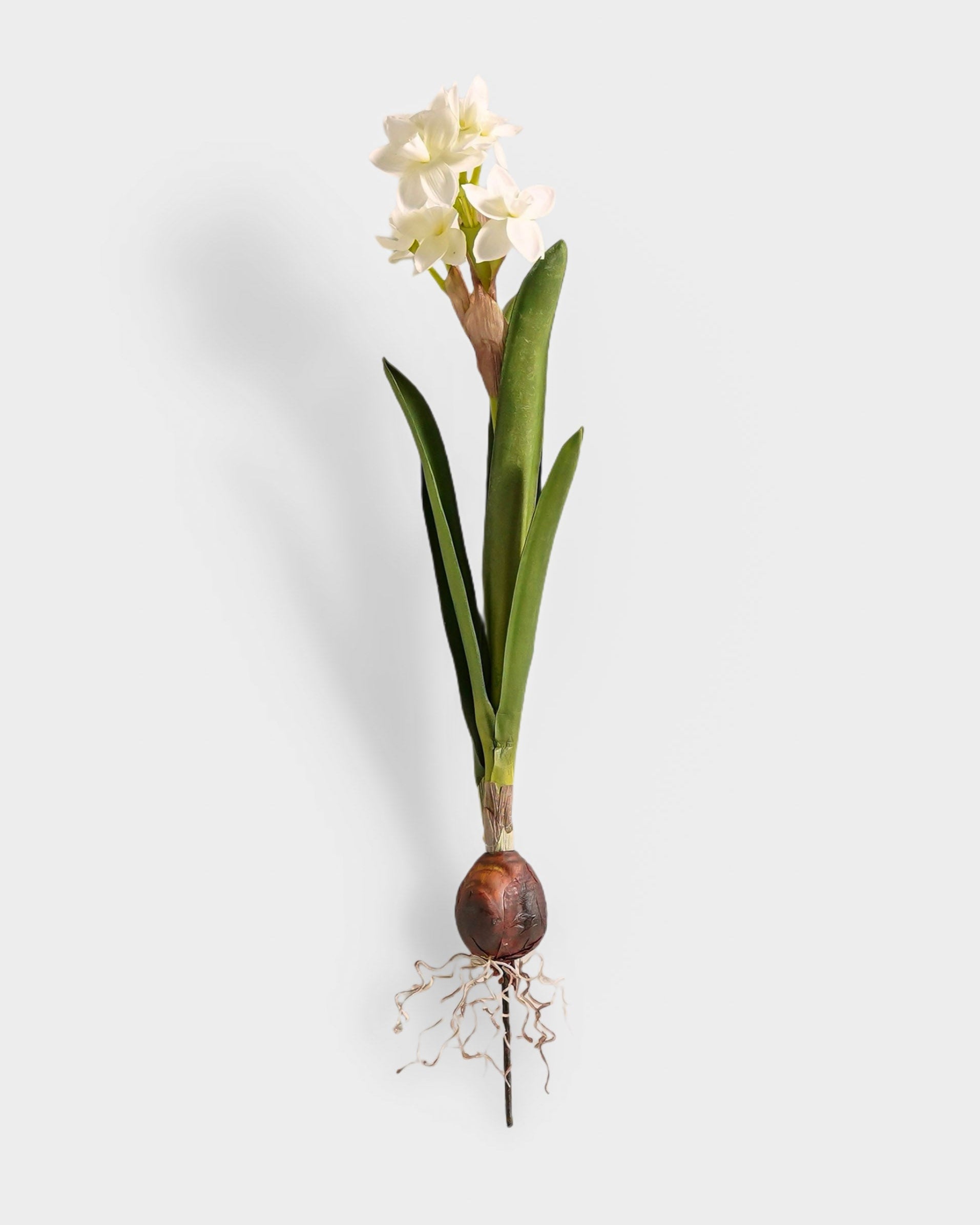 White hyacinth bulb with emerging flowers on a light gray background