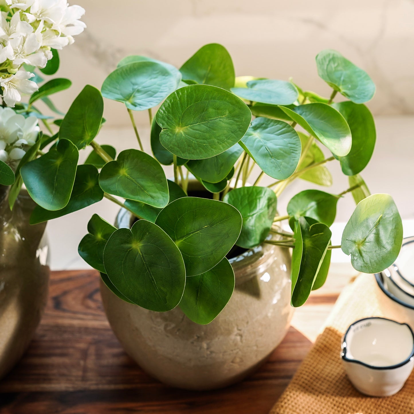 Pilea Chinese Money Pick