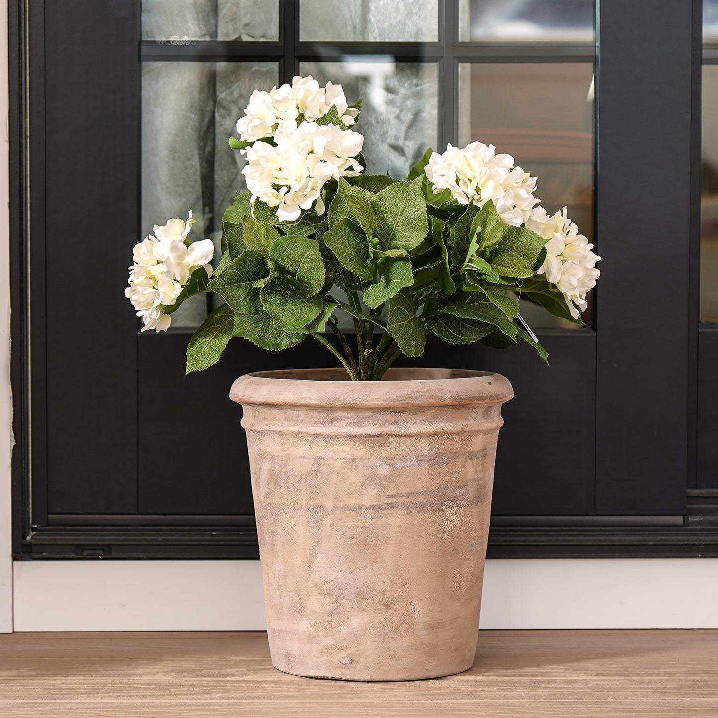 Off White Potted Hydrangea