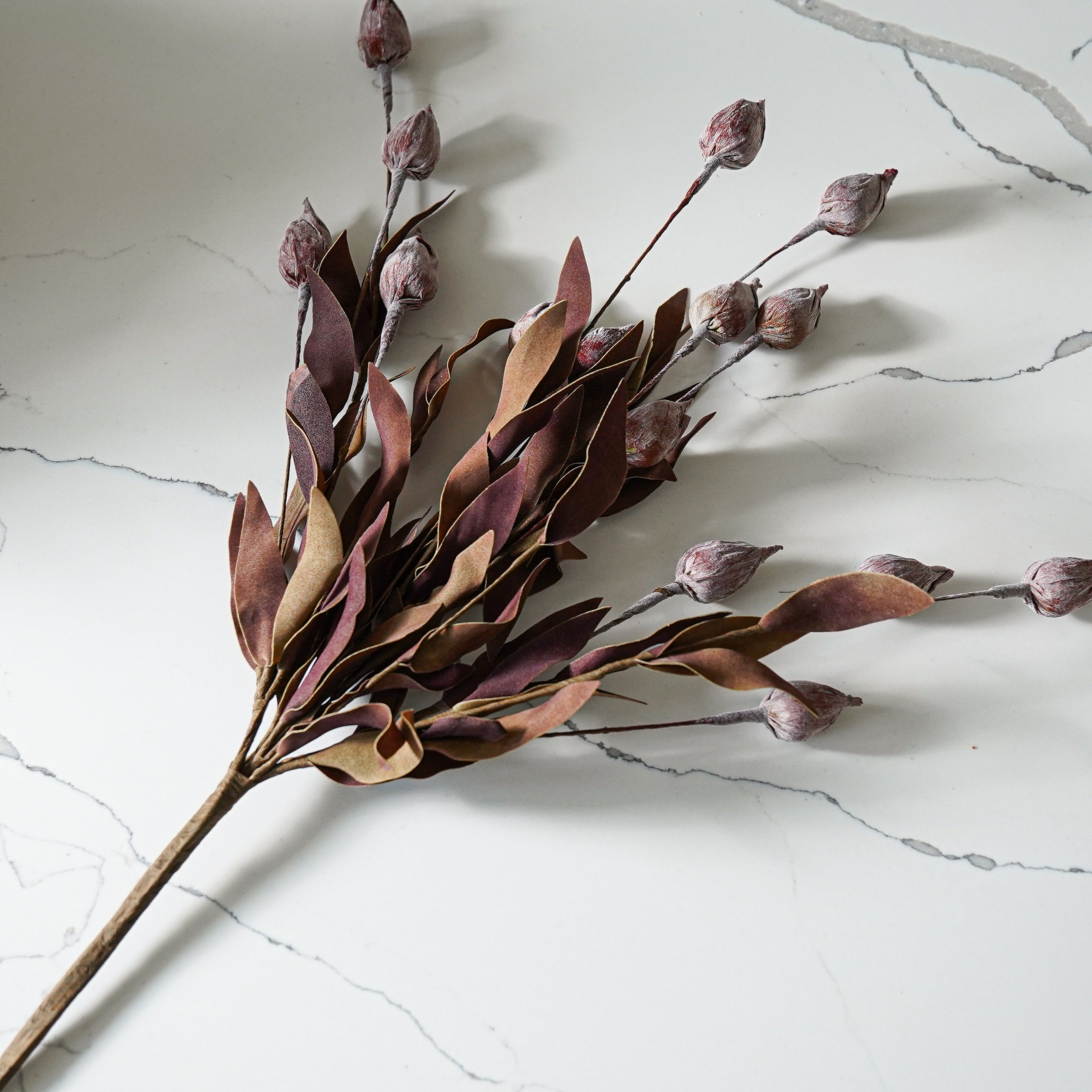 Burgundy Sleepy Catchfly Bush