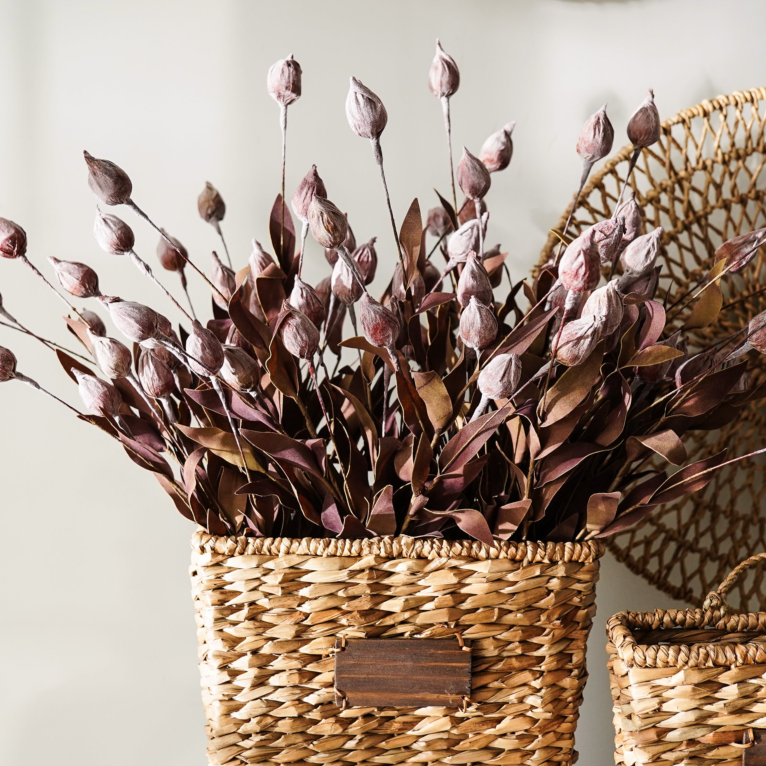 Burgundy Sleepy Catchfly Bush