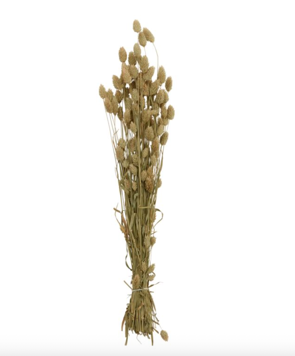 Dried Phalaris Bunch