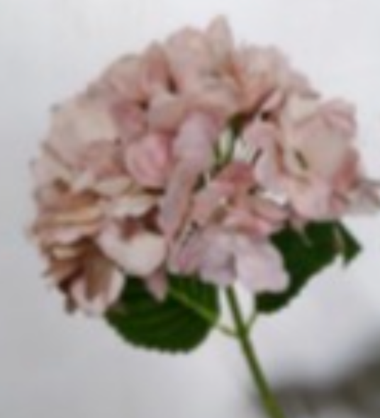 Real Touch Hydrangea | Faded Blush
