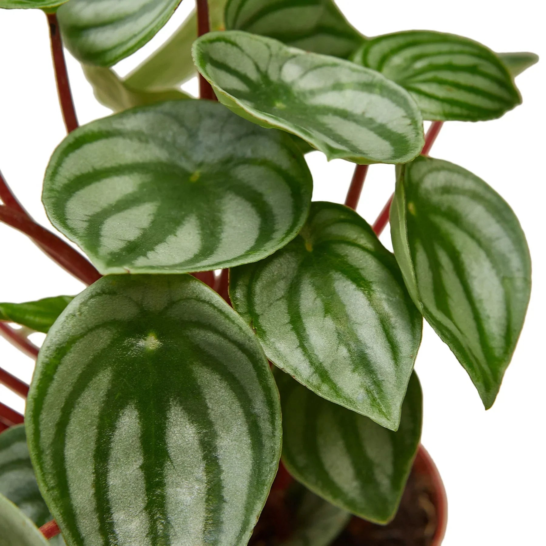 Peperomia Watermelon | Houseplant
