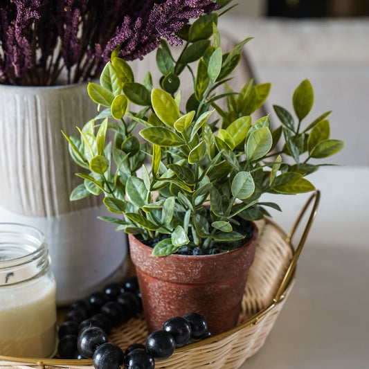 Potted Sage Herb