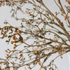 Muted Golden Brown Seed Pod Branch Bunch