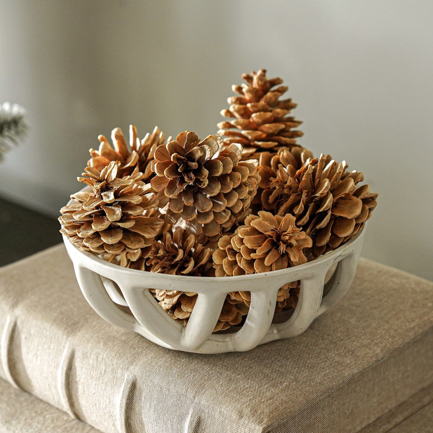 Bag of Pinecones