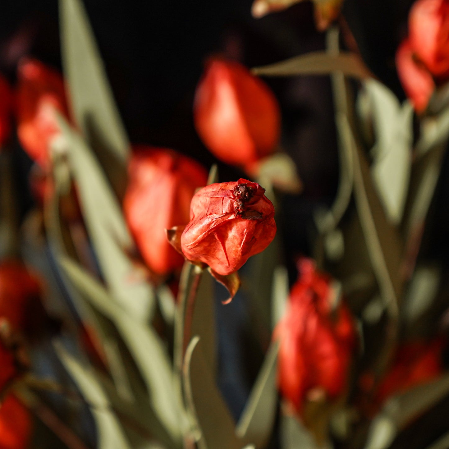 Lantern Bud Bush | Burnt Orange