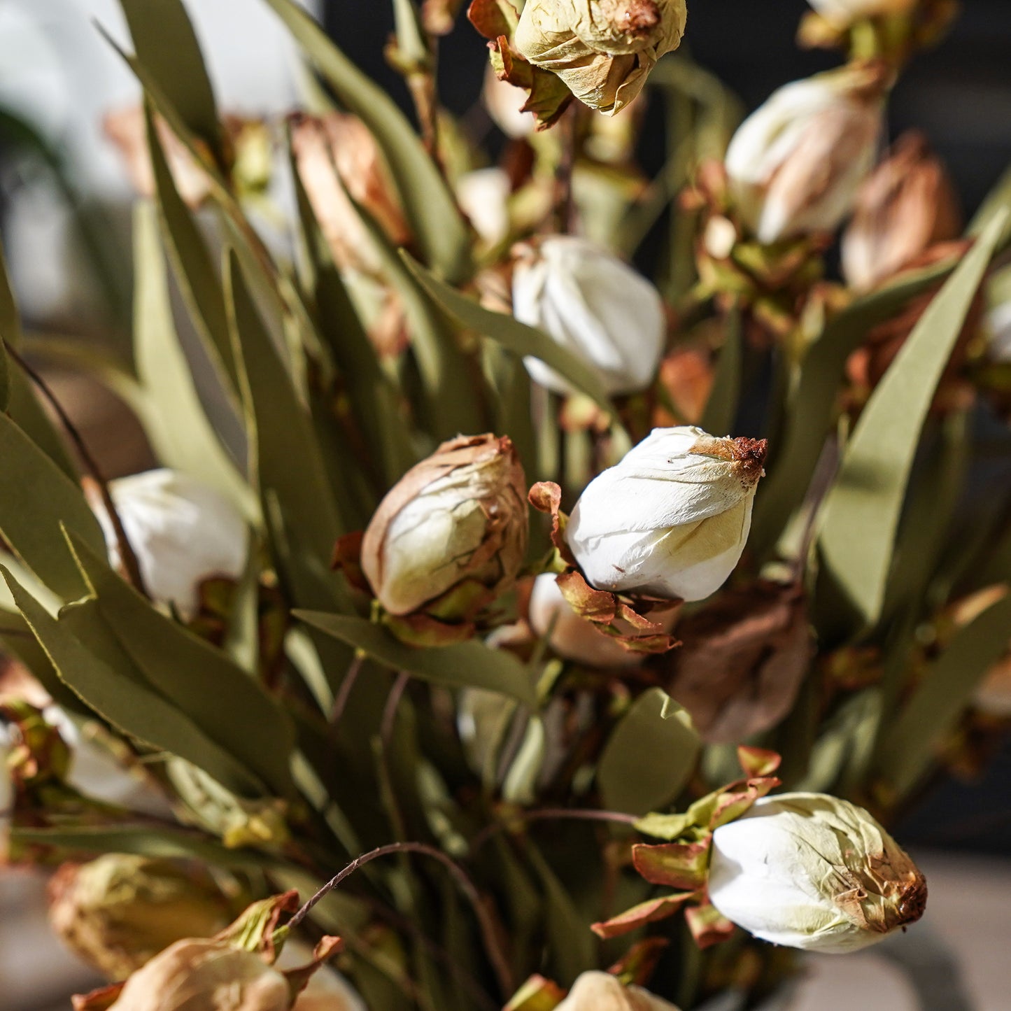 Lantern Bud Bush | Ombre