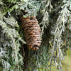 Silver Thread Cedar | Small Wreath