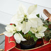 Potted White Poinsettia