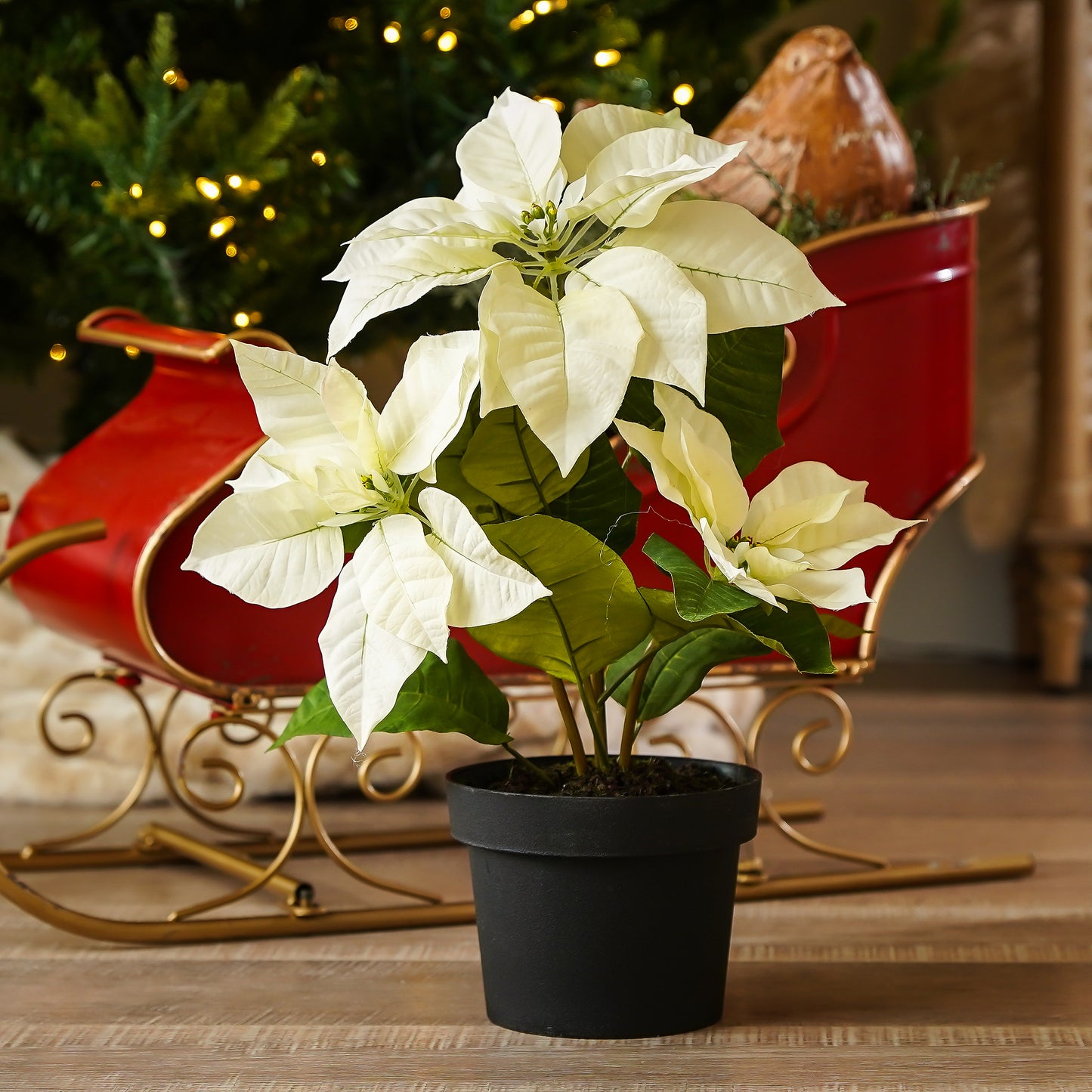 Potted White Poinsettia