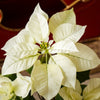 Potted White Poinsettia