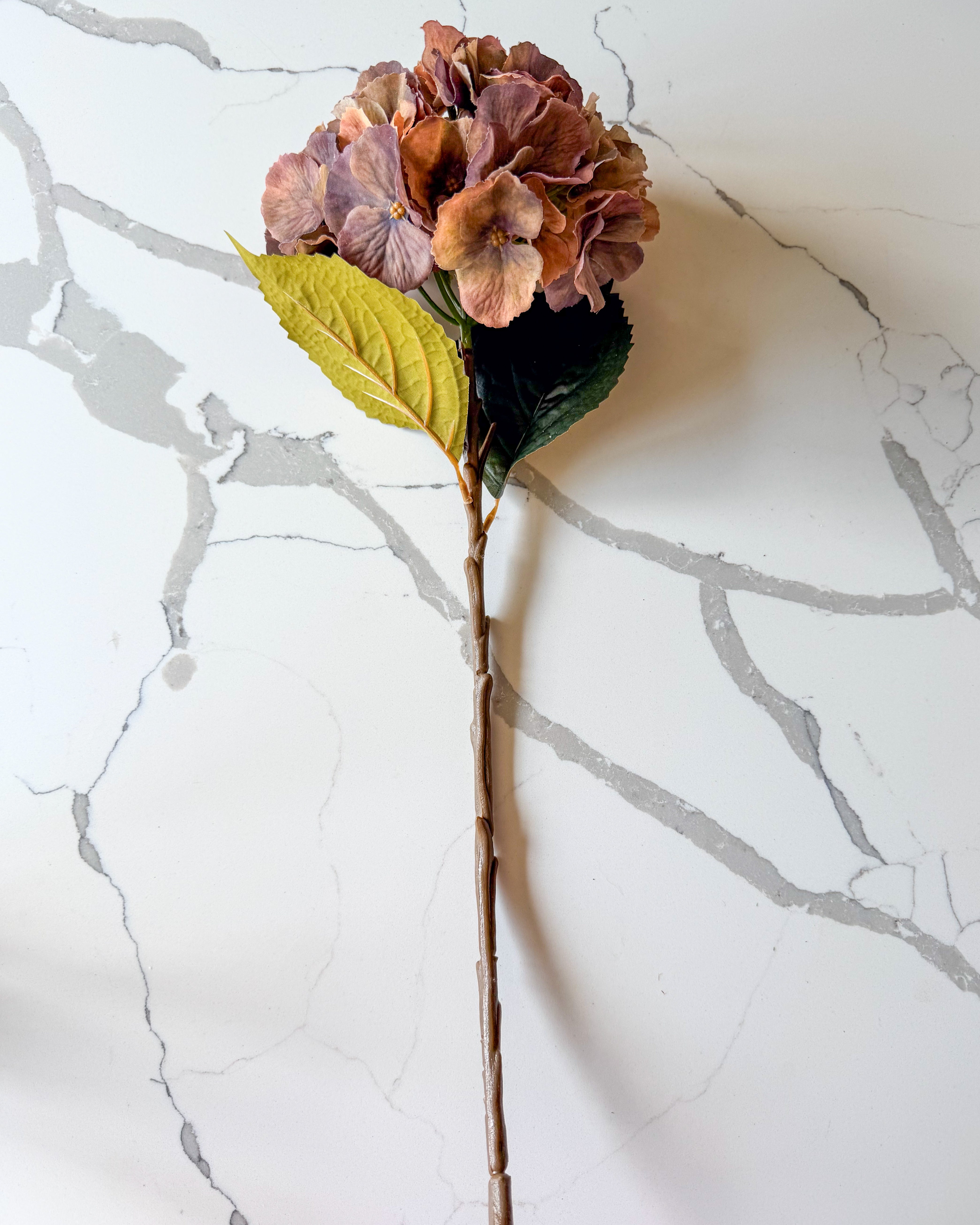 Brown Autumn Hydrangea Stem