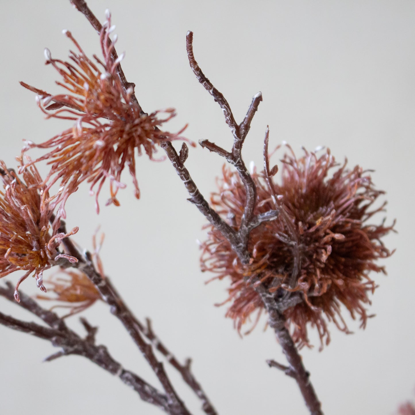 Dusty Rose Plume Stem