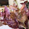 Burgundy Two Tone Basil Leaf Spray
