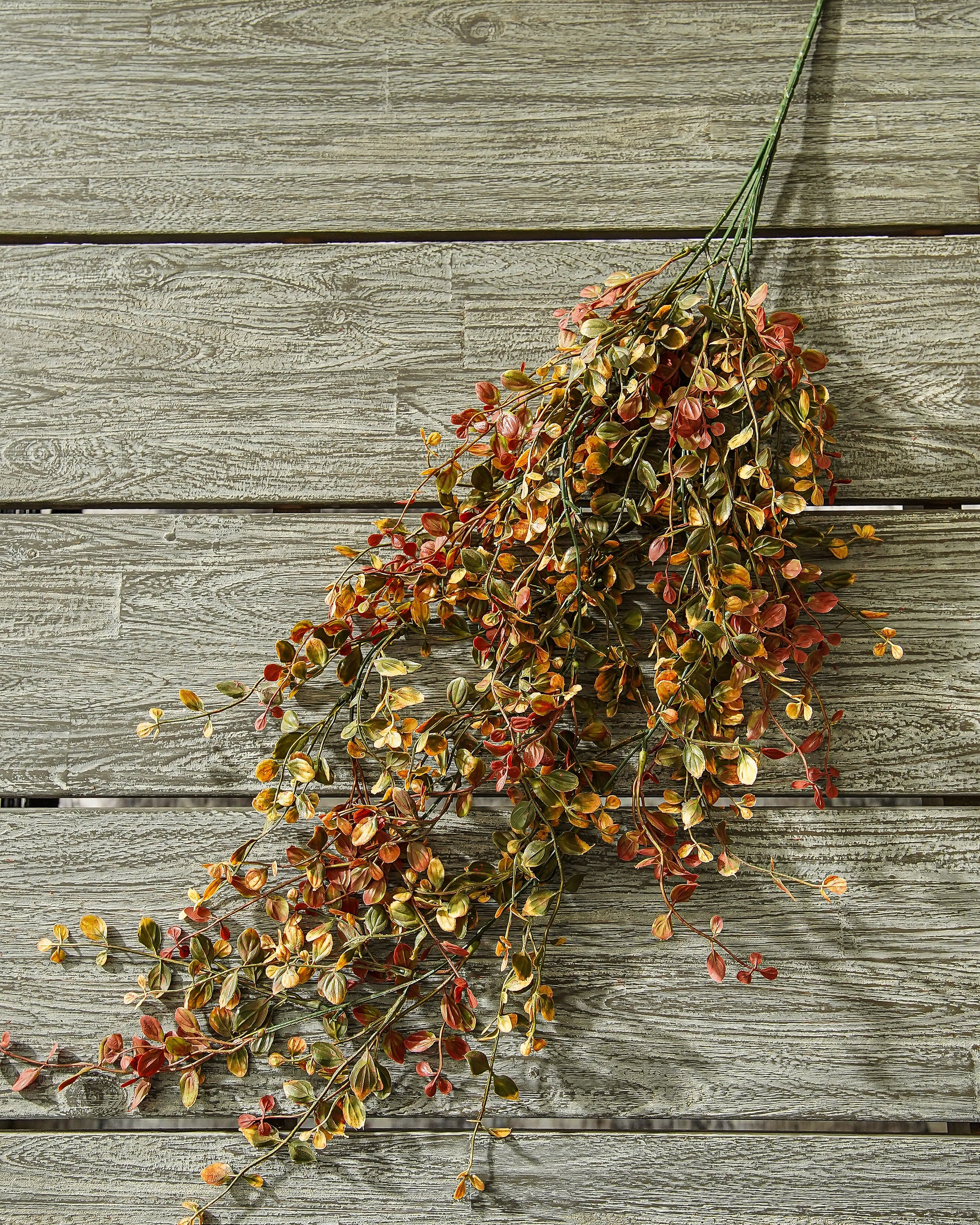 Pimpernel Hanging Stem