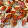 Rusty Leaf Stem