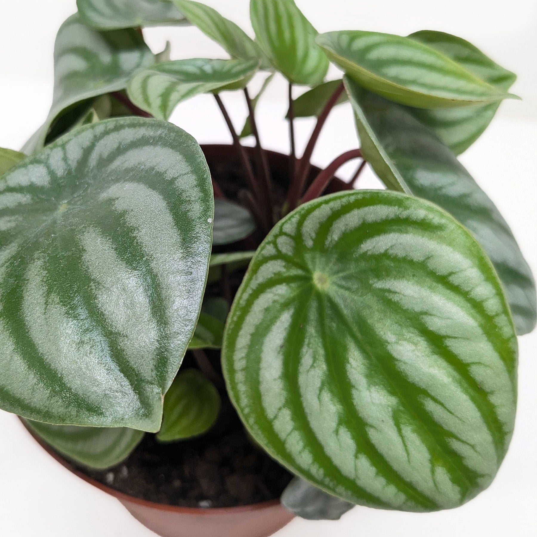Peperomia Watermelon | Houseplant
