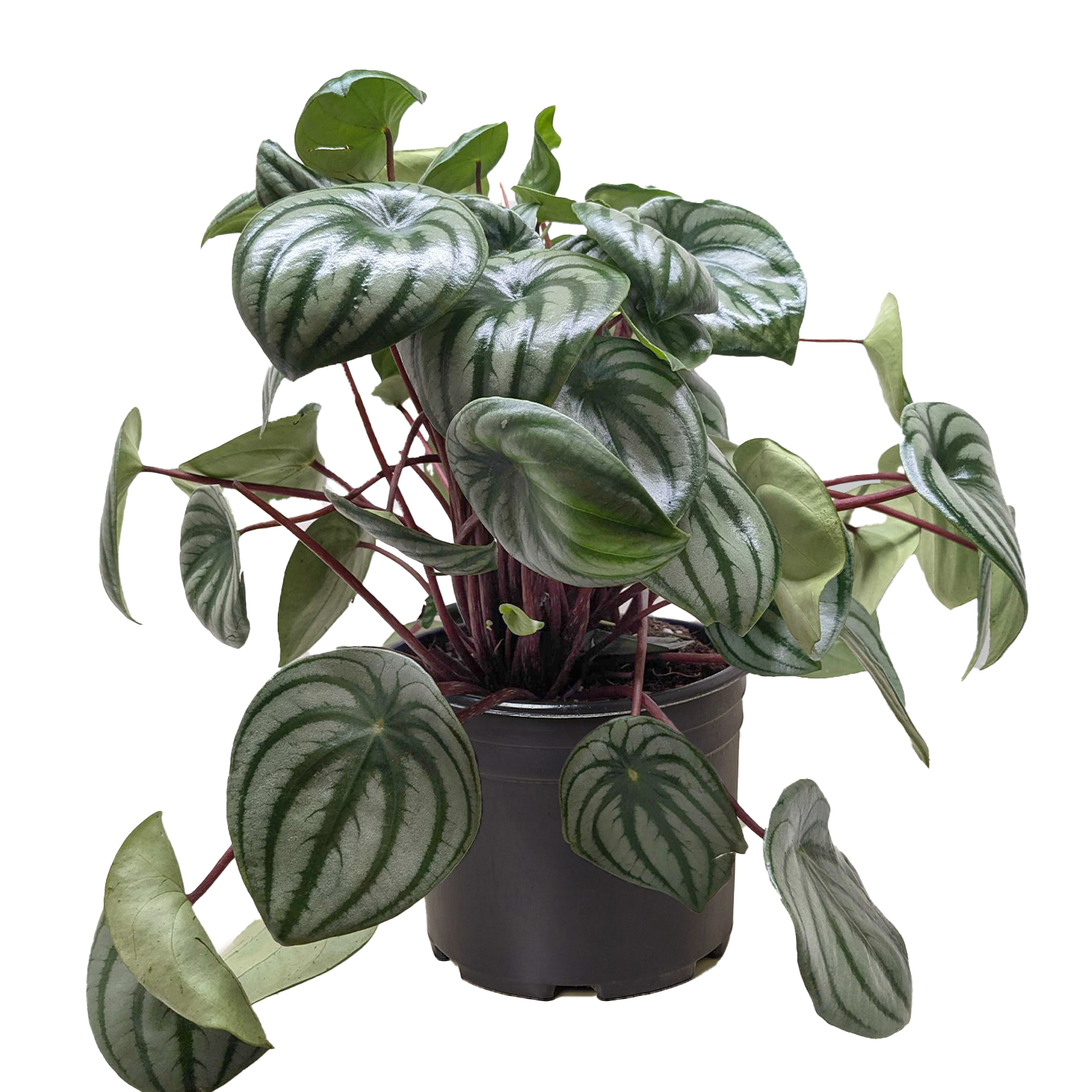 Peperomia Watermelon | Houseplant
