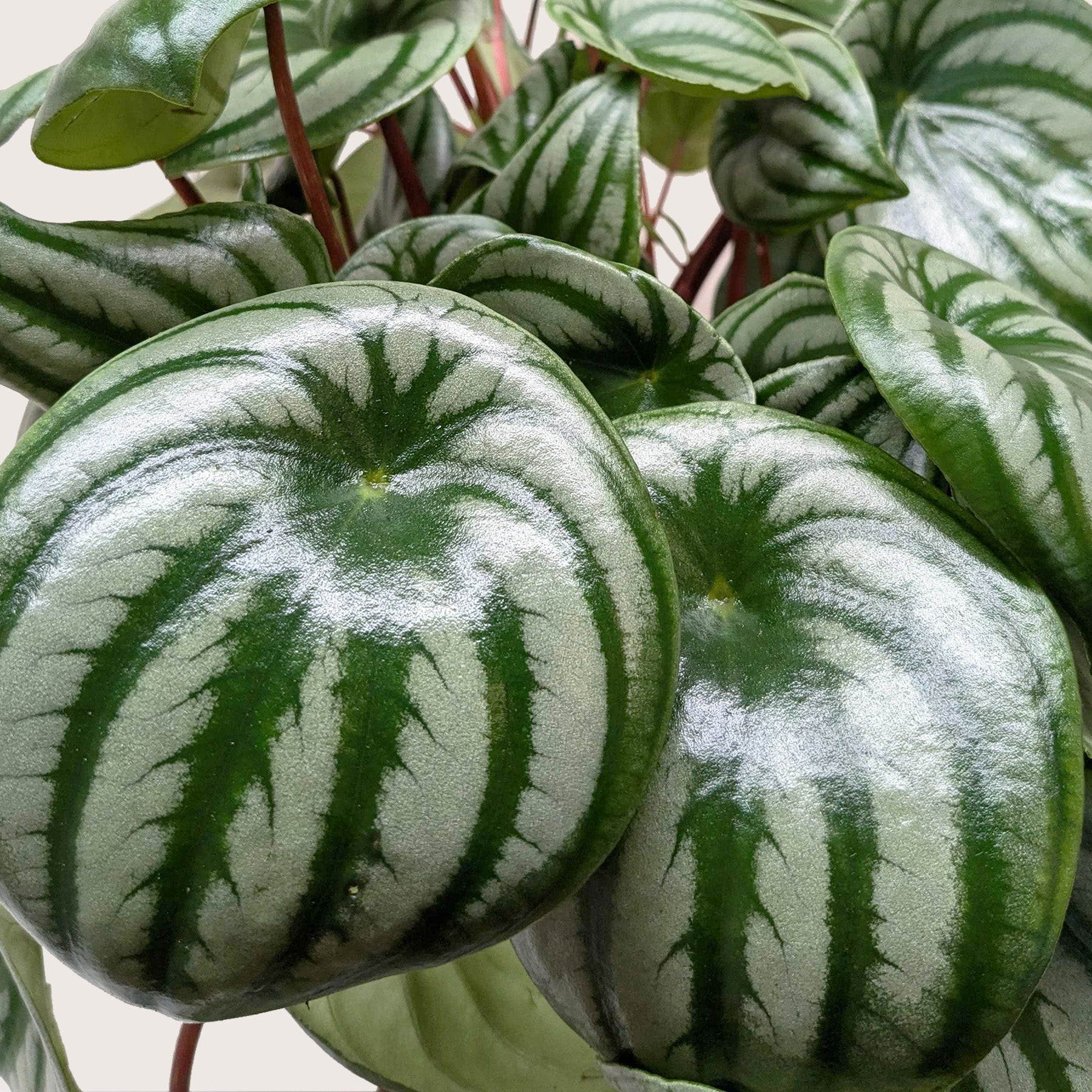 Peperomia Watermelon | Houseplant