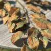 Autumn Leaf Stem